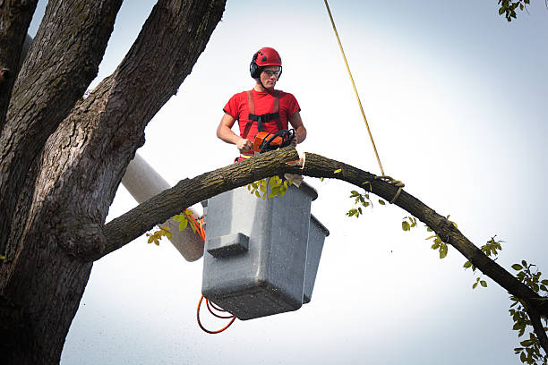 How Our Tree Care Process Works  in  Hanna City, IL